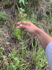 Cyperus entrerianus