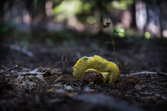 Butyriboletus primiregius