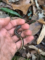 Eurycea guttolineata