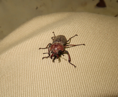 Cacostomus squamosus