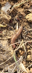 Nearctodesmidae