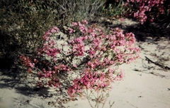 Calytrix brevifolia