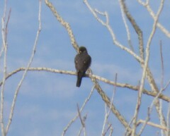Falco columbarius suckleyi
