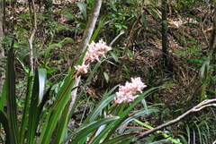 Helmholtzia glaberrima