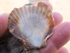 Argopecten ventricosus