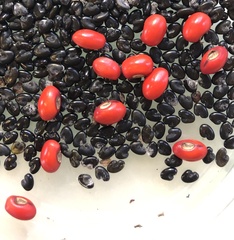 Erythrina herbacea