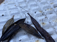 Cryptomarasmius corbariensis