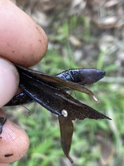 Cryptomarasmius corbariensis
