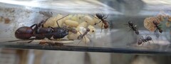 Myrmotarsus