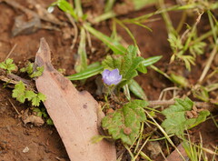 Veronica calycina