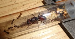 Myrmotarsus