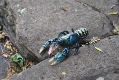 Euastacus sulcatus