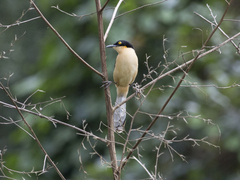 Donacobius atricapilla