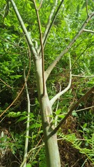 Salix cinerea