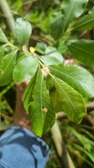 Salix cinerea