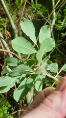 Salix cinerea