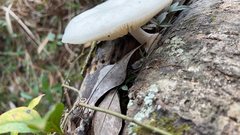 Oudemansiella