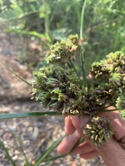 Cyperus ochraceus