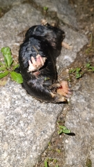 Talpa occidentalis