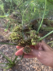 Cyperus ochraceus