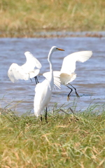 Ardea alba melanorhynchos