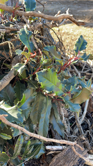 Photinia serratifolia