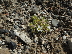 Caryophyllaceae