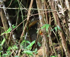 Phaethornis syrmatophorus