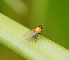 Sapromyza sciomyzina