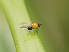 Sapromyza sciomyzina