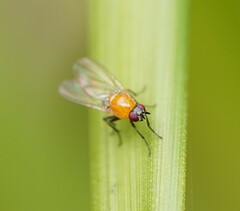 Sapromyza sciomyzina