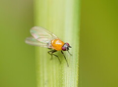Sapromyza sciomyzina