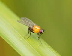 Sapromyza sciomyzina