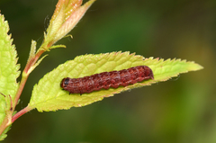 Eupsilia tristigmata