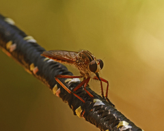 Colepia rufiventris