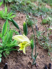 Gladiolus virescens