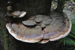 Ganoderma australe