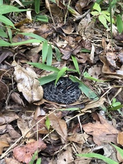 Sistrurus miliarius barbouri