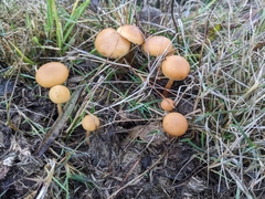 Galerina semilanceata