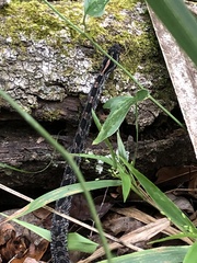 Sistrurus miliarius barbouri