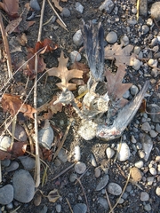 Columba livia domestica