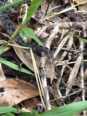 Sistrurus miliarius barbouri