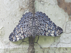 Hamadryas feronia