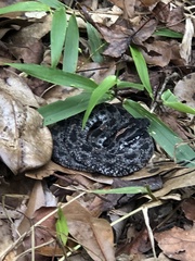 Sistrurus miliarius barbouri