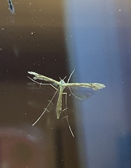 Oxyptilini