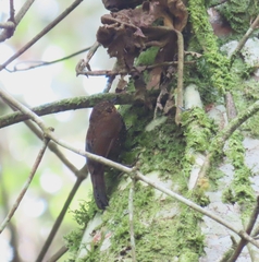 Premnoplex brunnescens