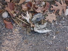 Columba livia domestica