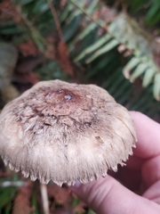 Chlorophyllum olivieri