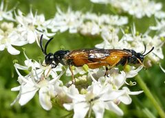 Arge melanochra