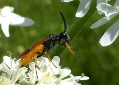 Arge melanochra